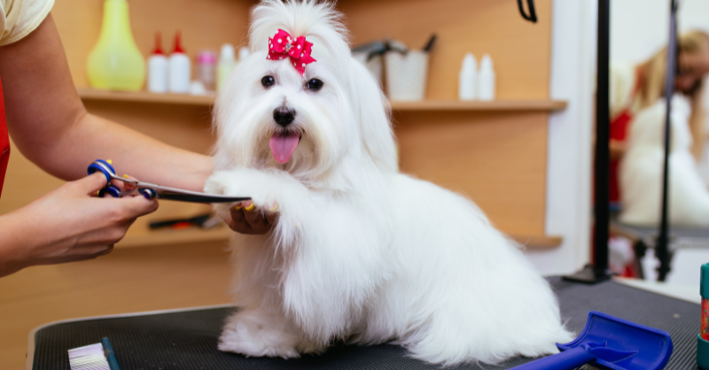 How do Dog Groomers Evaluate Coat Condition Before Grooming?